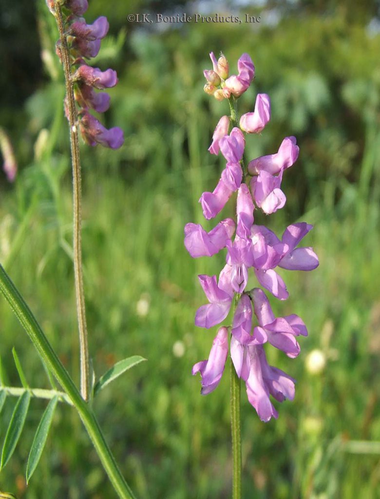 Vetch, Bird
