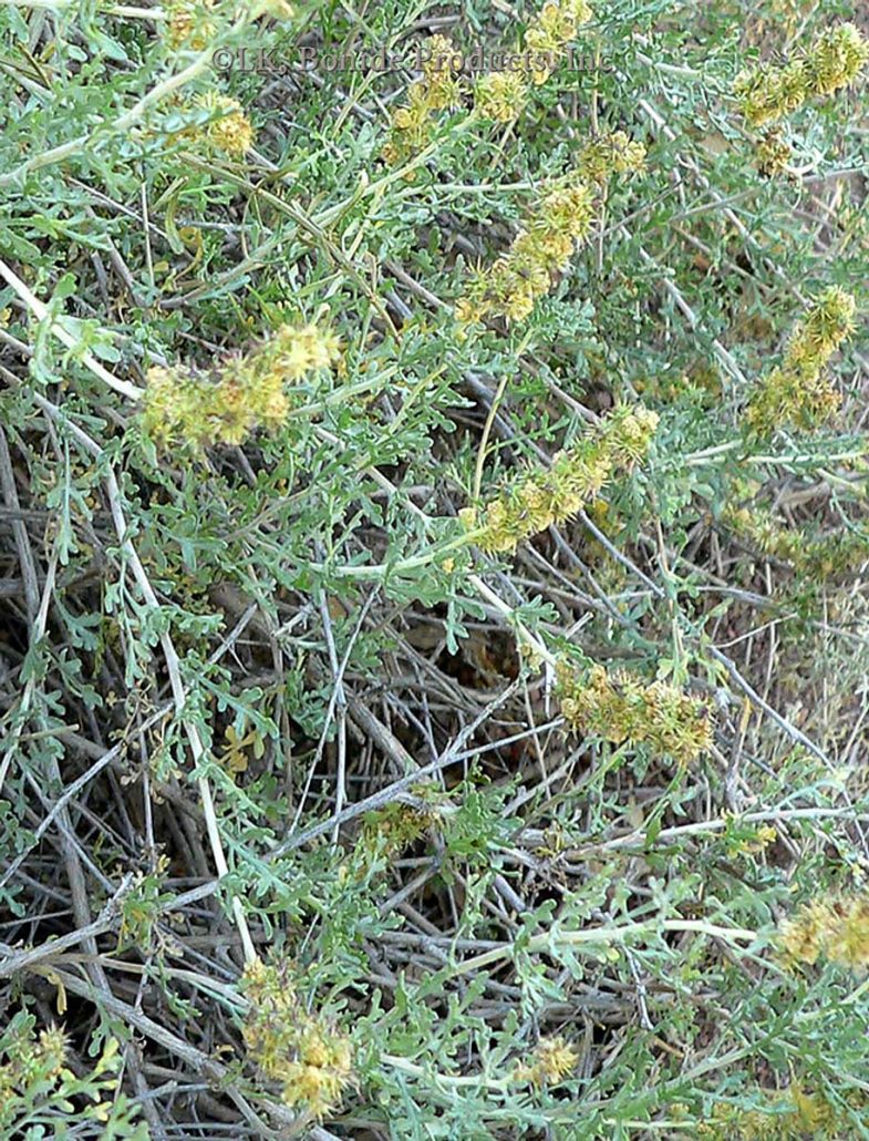 Bitterweed