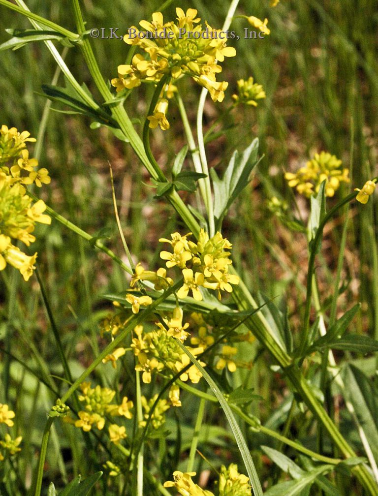 Bitter Wintercress