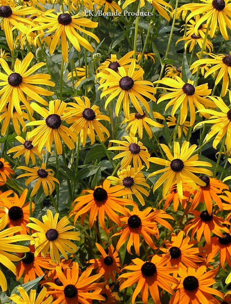 Black-eyed Susan