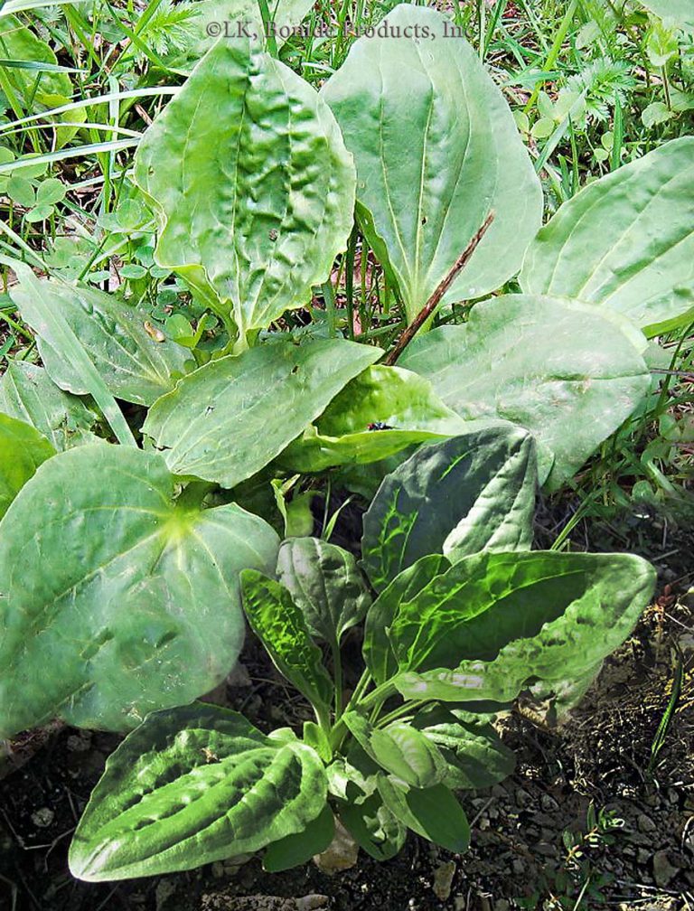 Plantain, Blackseed