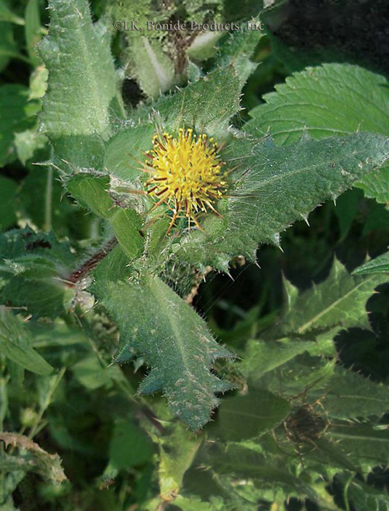 Thistle, Blessed