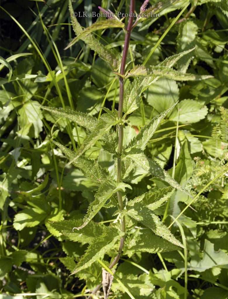 Vervain, Blue