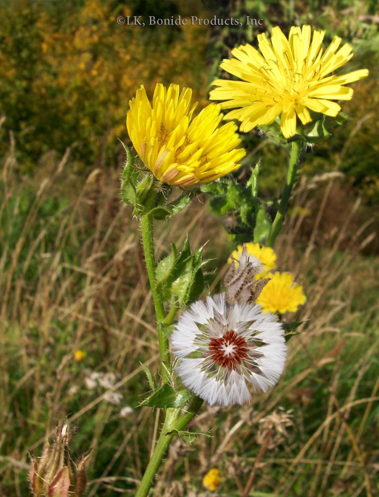 Oxtongue, Bristly