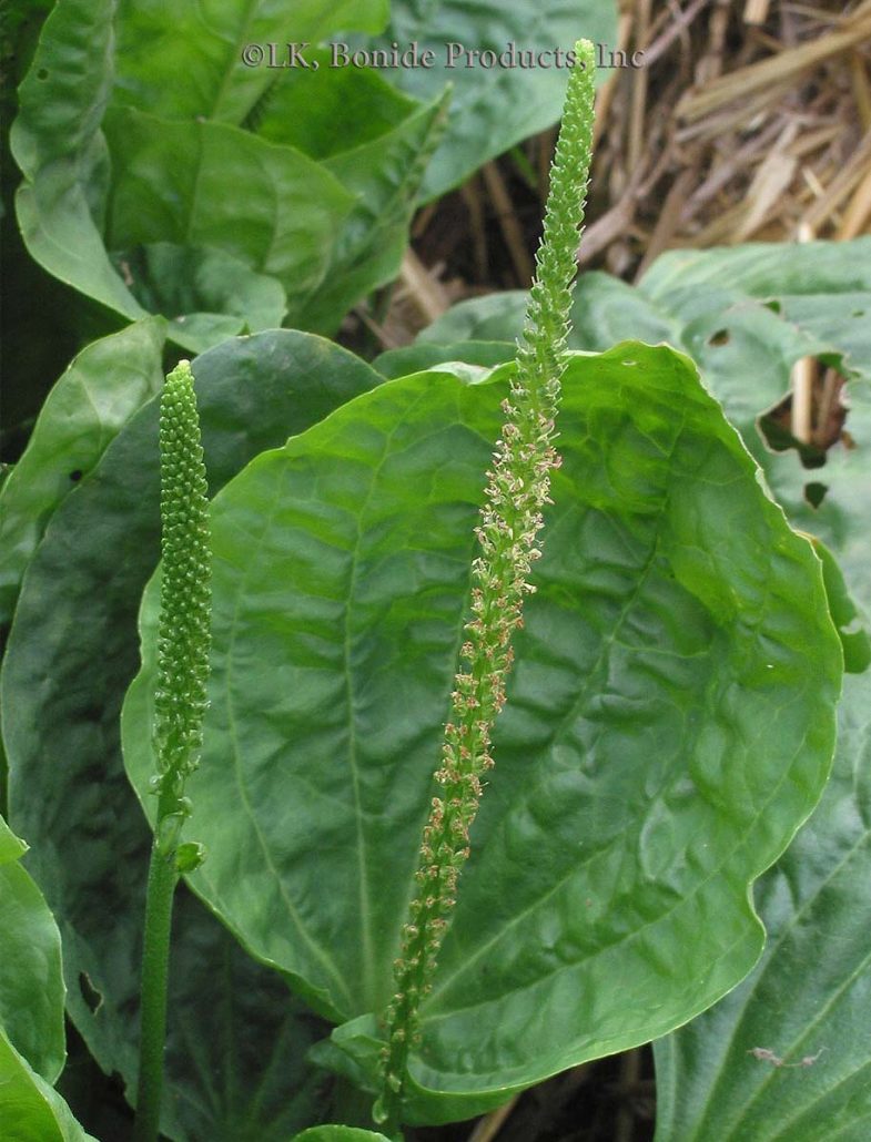 Plantain, Broadleaf