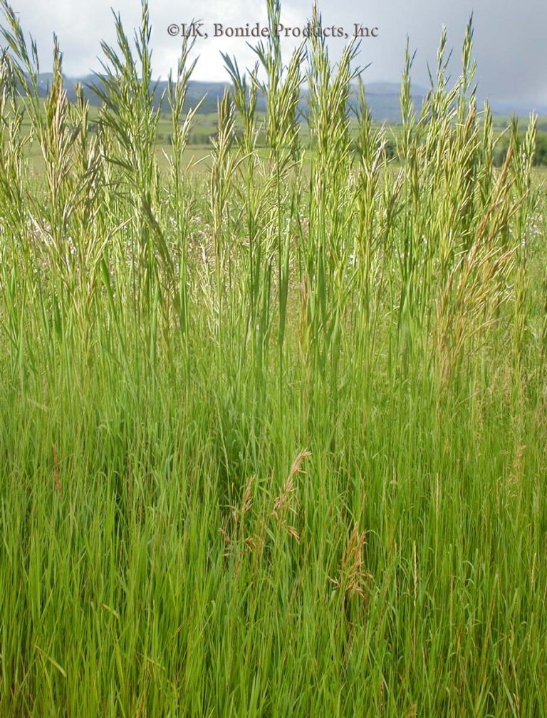 Brome grasses