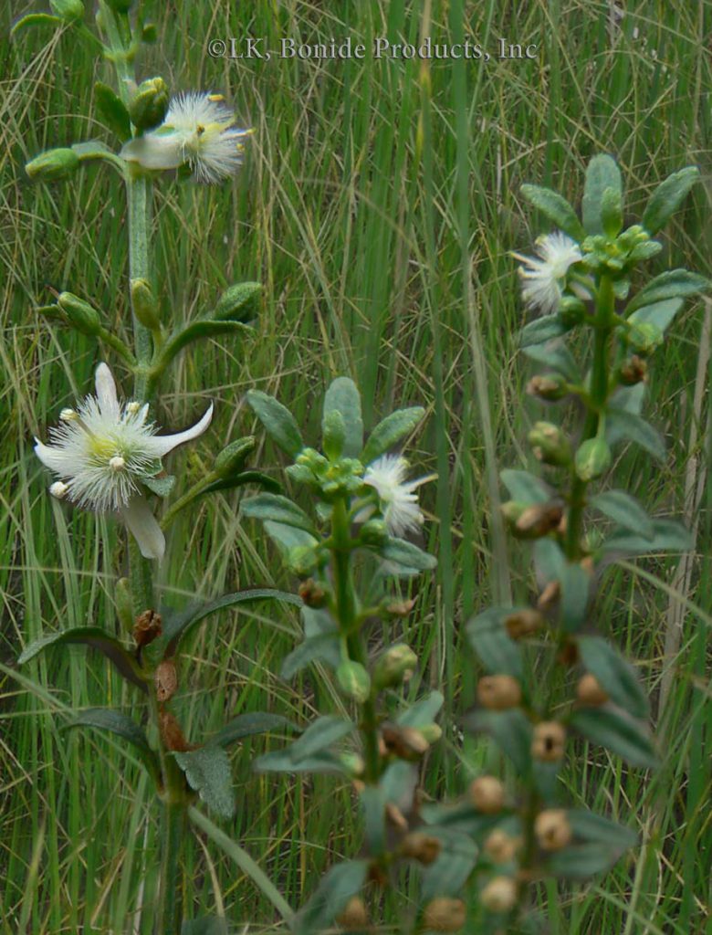 Broomweed