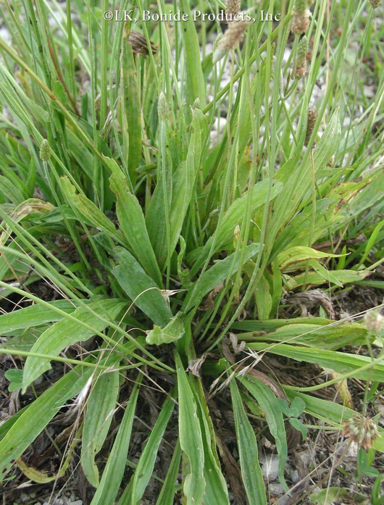 Plantain, Buckhorn