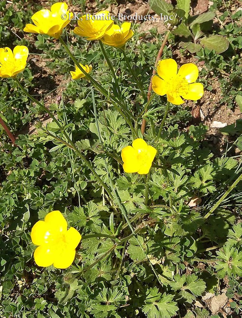 Buttercup, Bulbous
