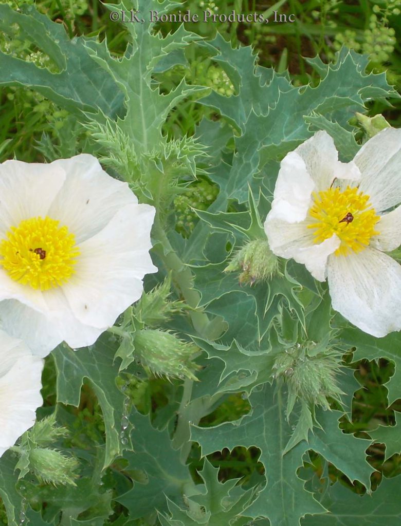 Nettle, Bull