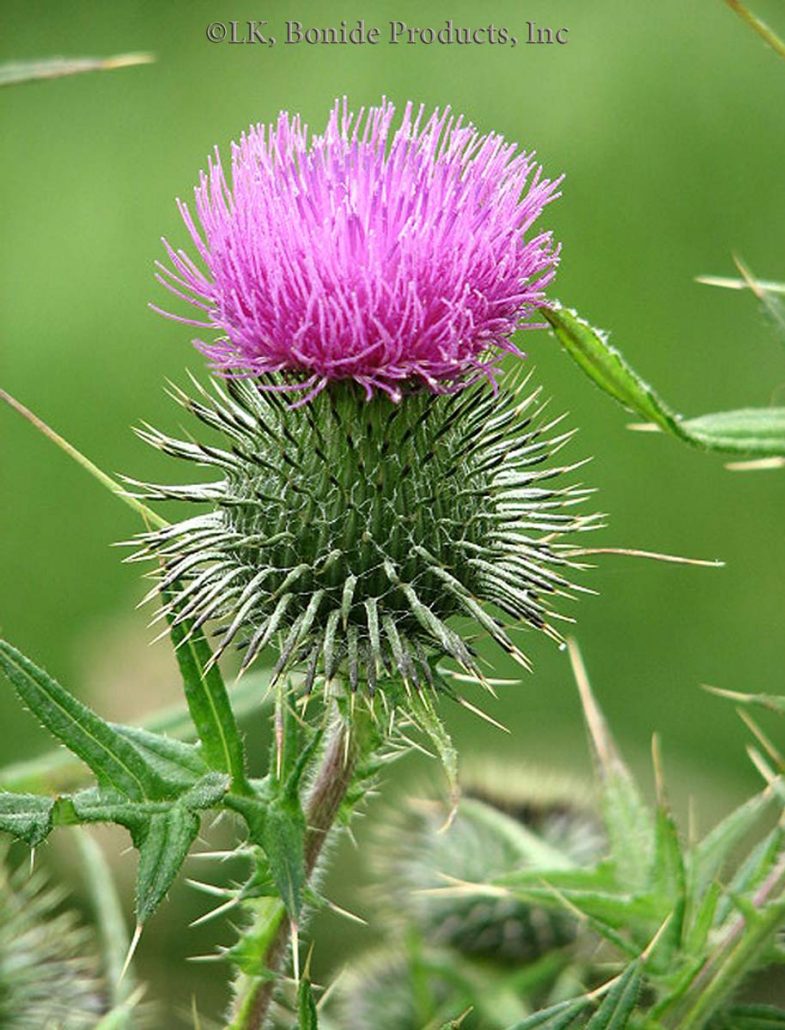 Thistle, Bull