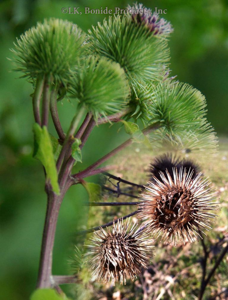 Burdock, Common