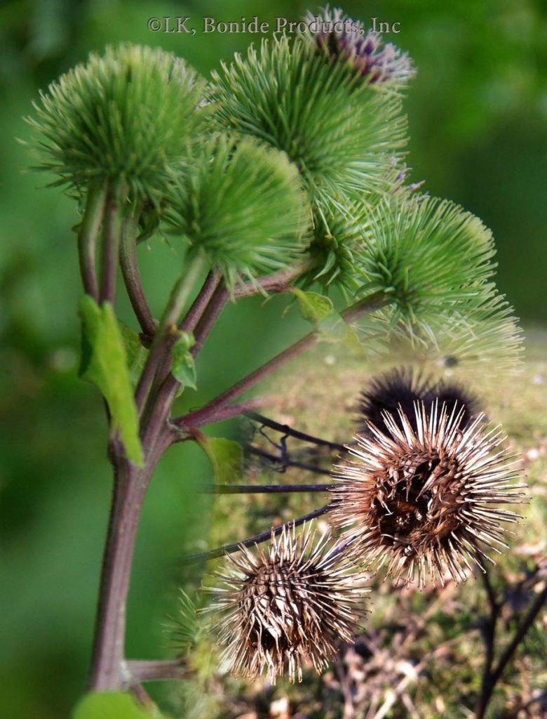 Burdock, Common