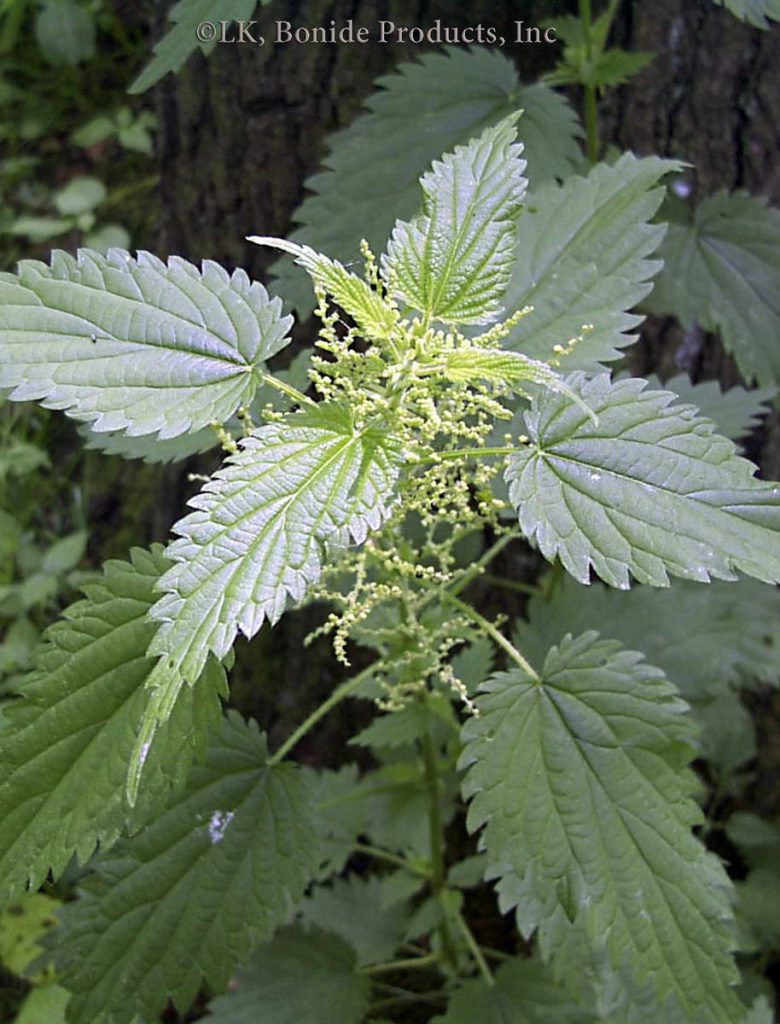 Nettle, Burning