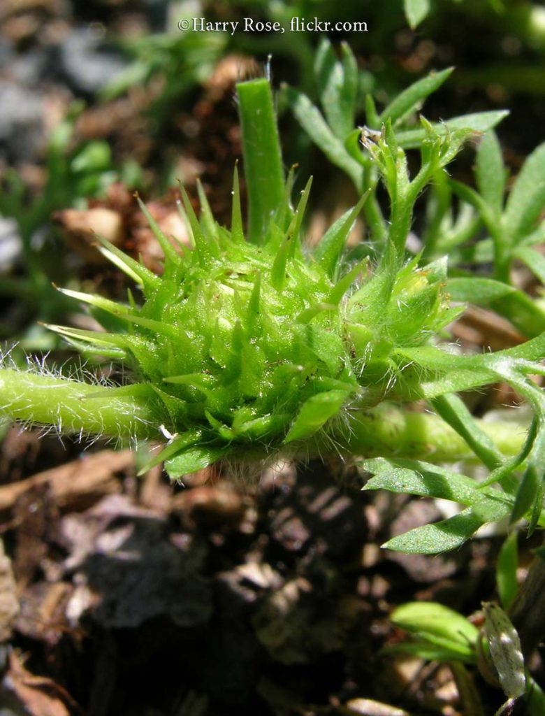 Burweed, Lawn