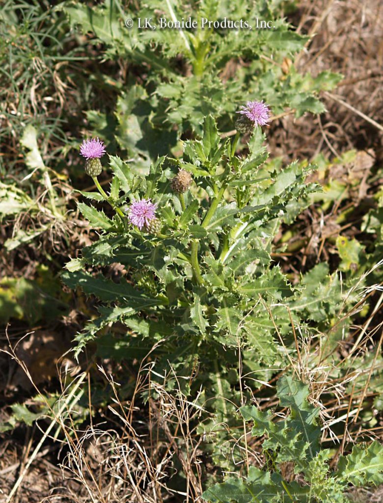 Thistle, Canada