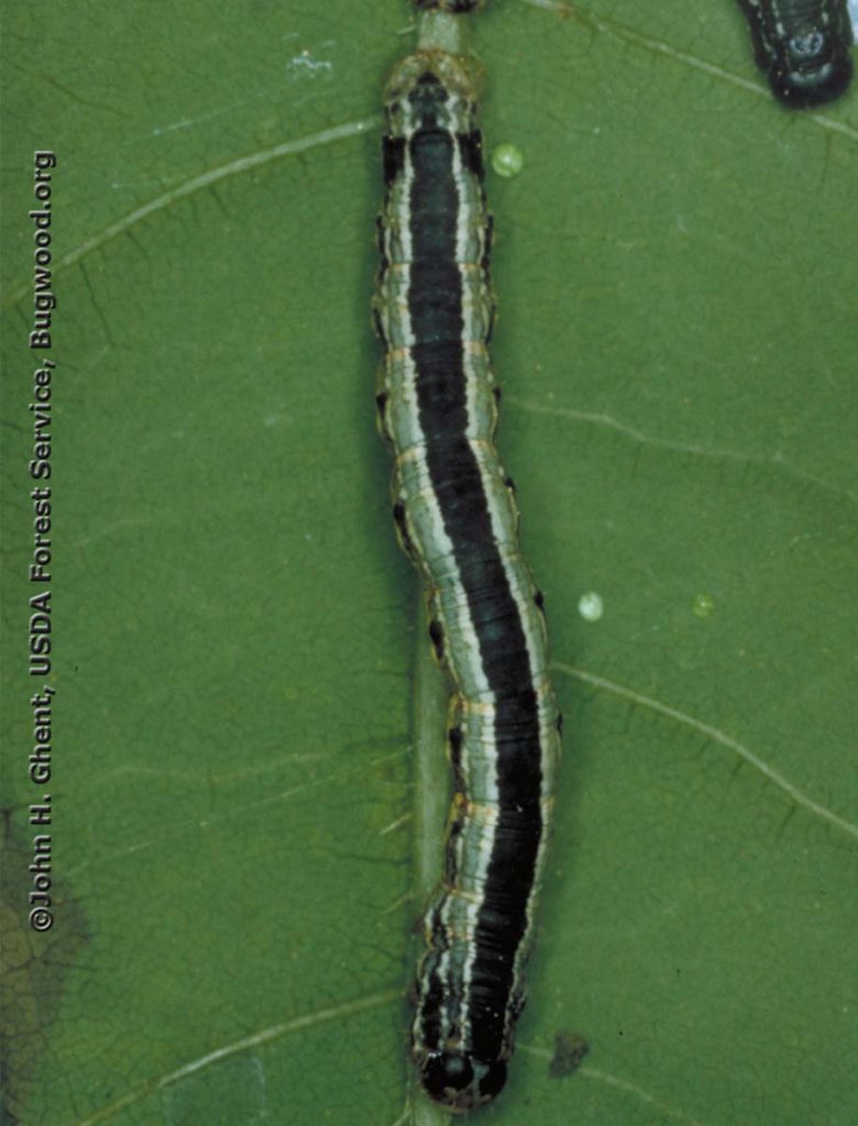 Cankerworms