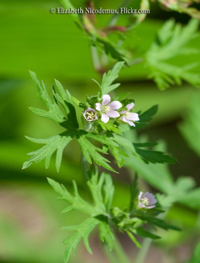 Geranium, Carolina