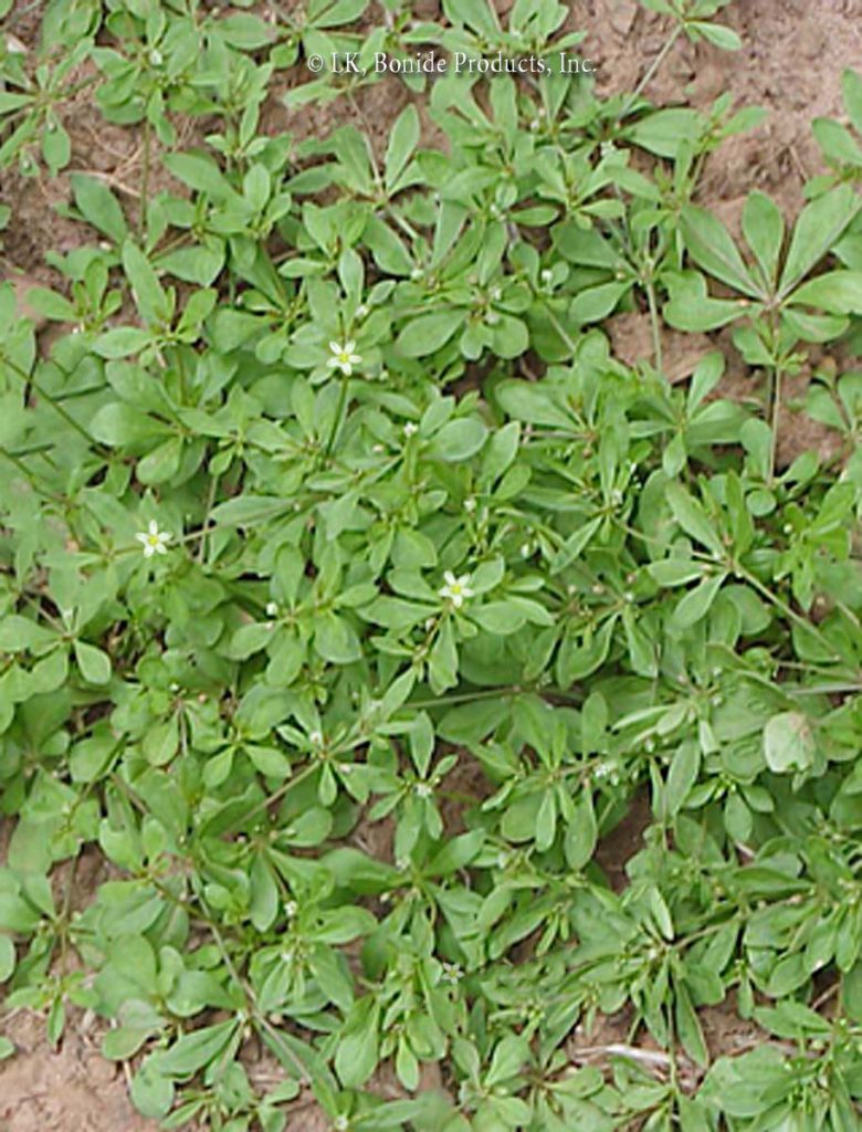Carpetweed