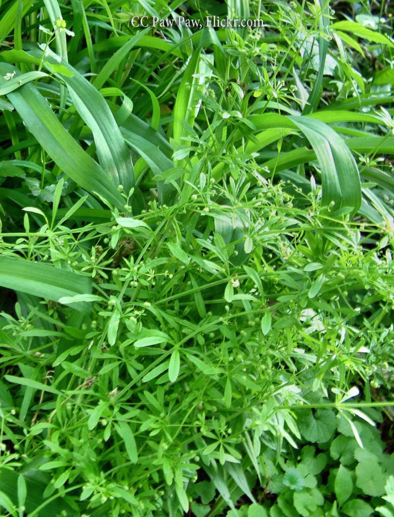 Bedstraw, Catchweed
