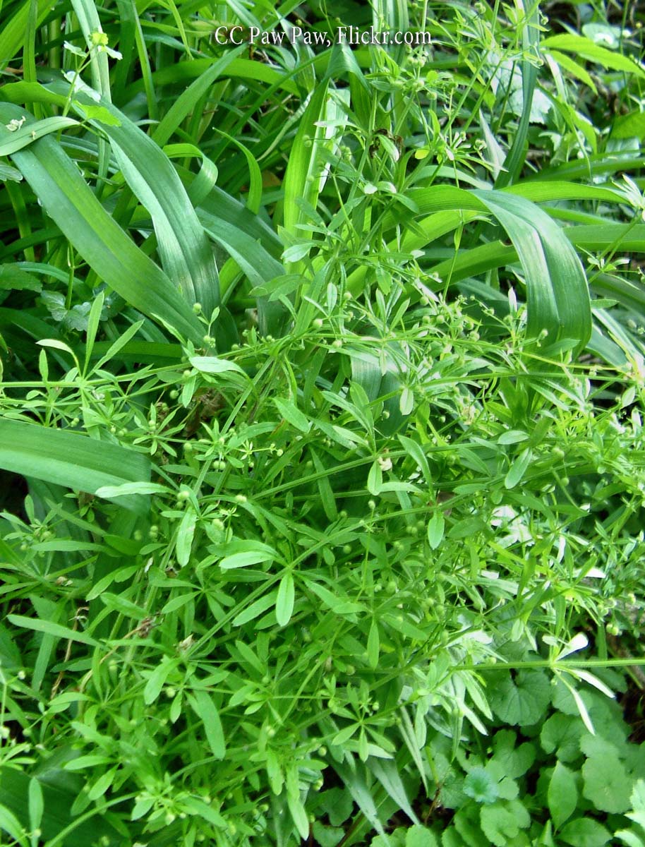 Bedstraw, Catchweed