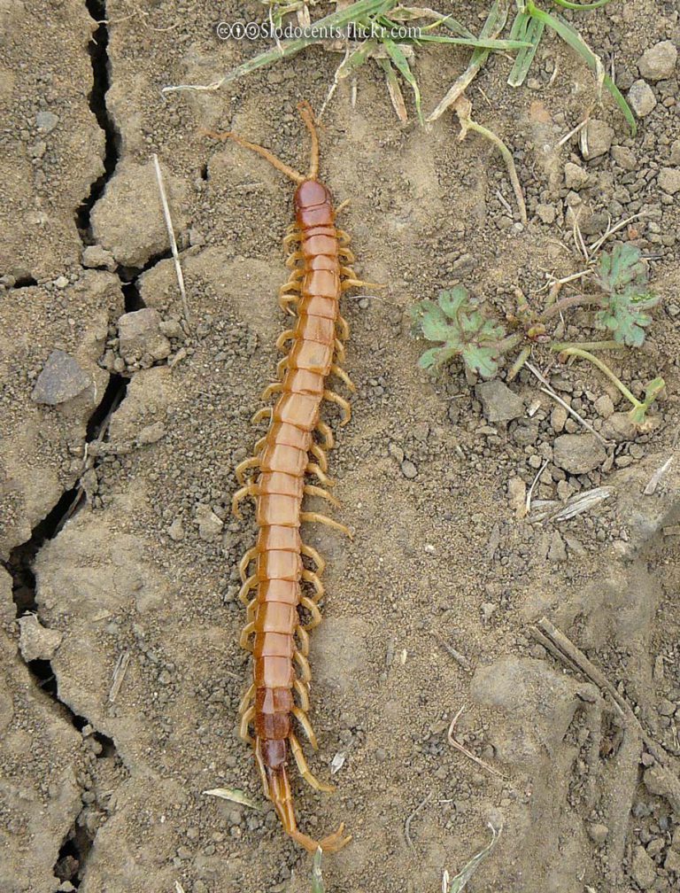 Centipedes