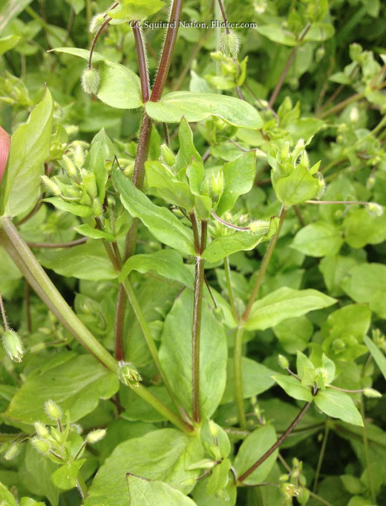 Chickweed