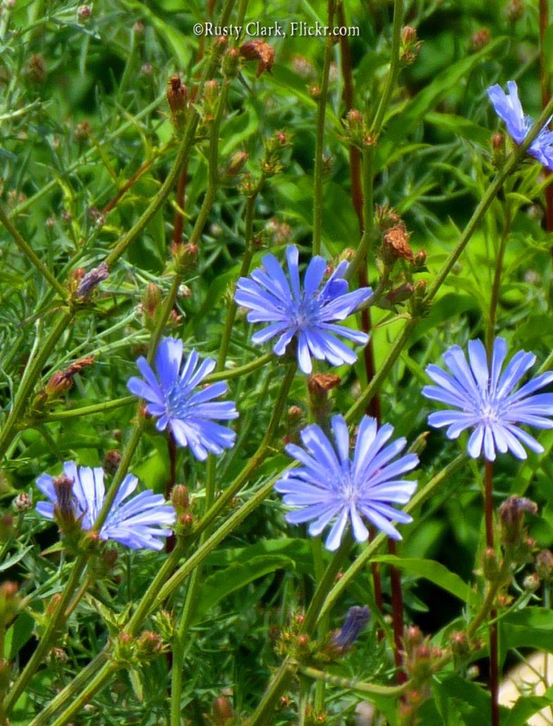 Chicory, Common