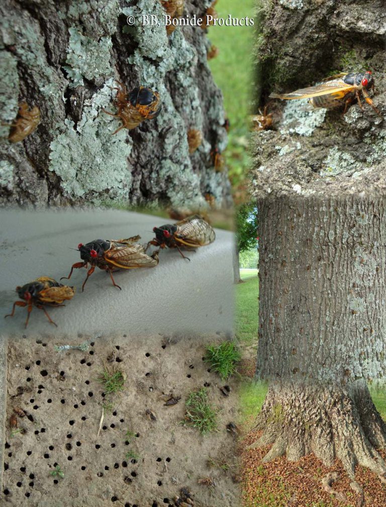 Cicadas