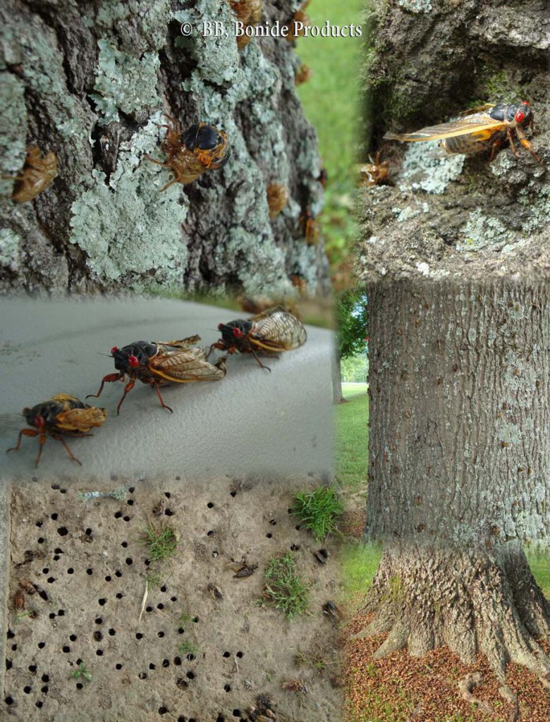 Cicadas