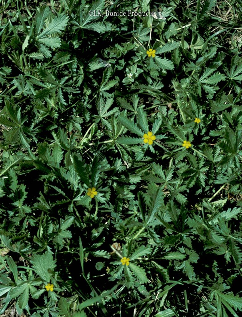 Cinquefoil