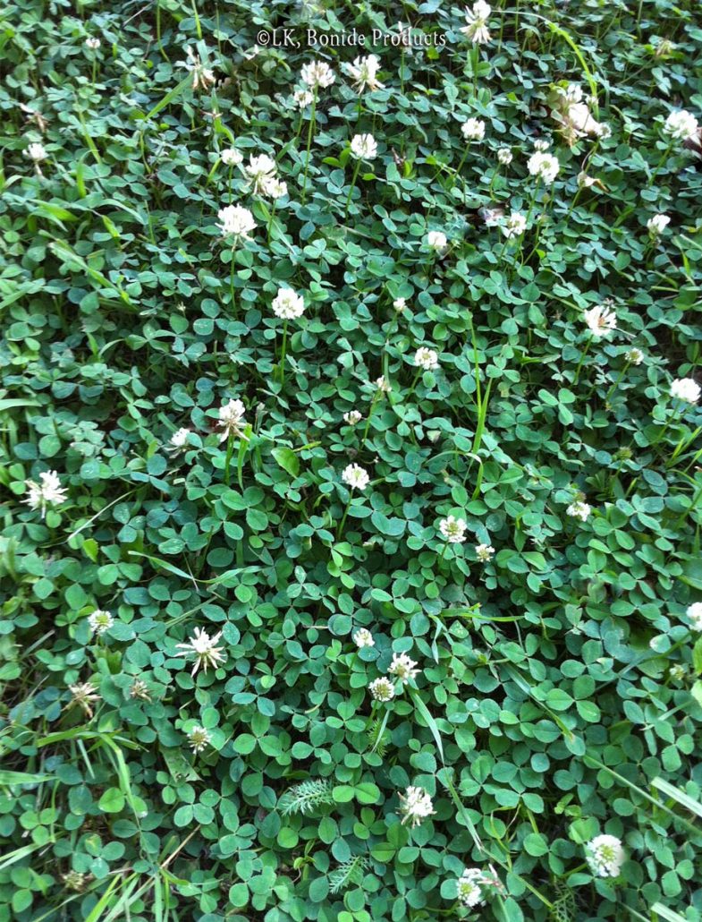 Clover