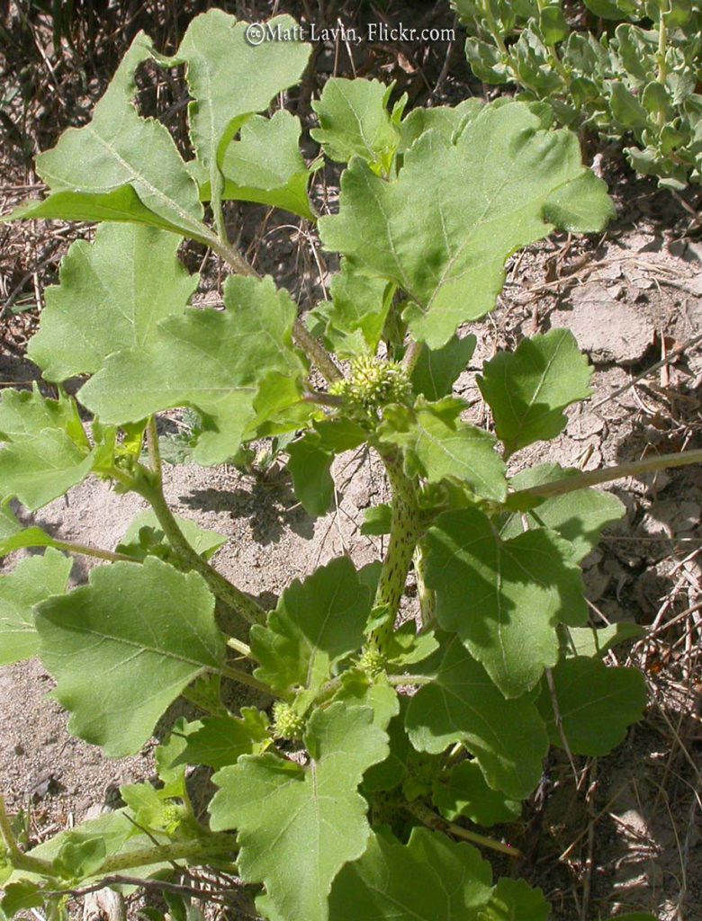 Cocklebur