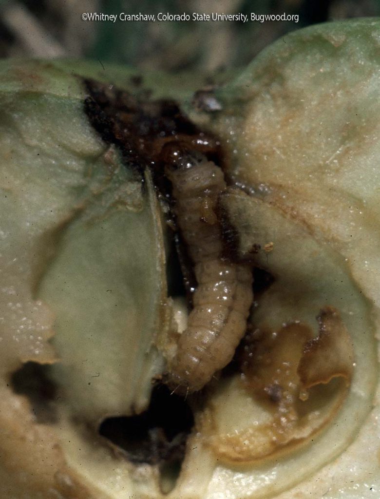 Codling Moths
