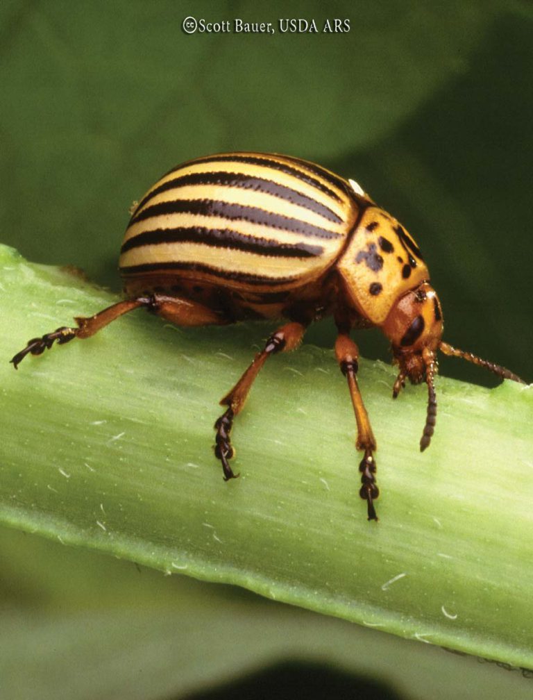 Colorado Potato Beetle