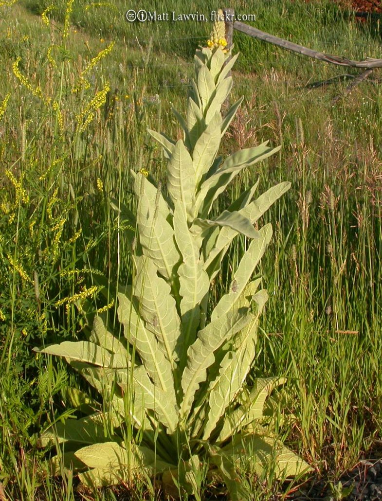 Mullein, Common