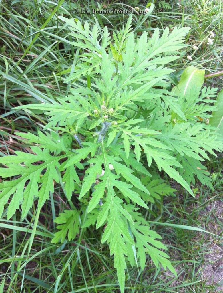 Ragweed