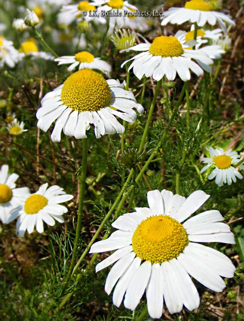 Corn Chamomile