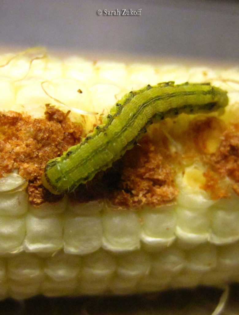 Corn Earworms