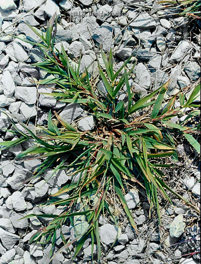 Crabgrass