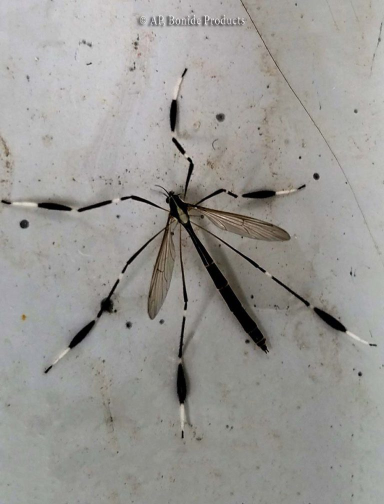 Crane Flies