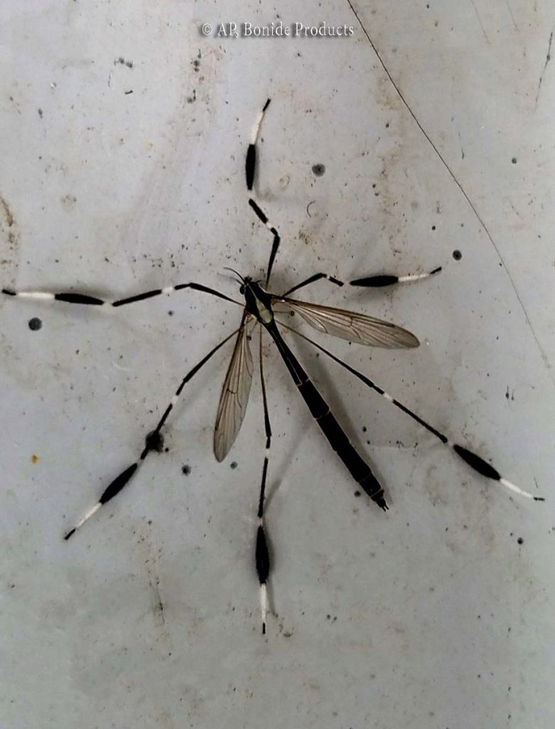 Crane Flies