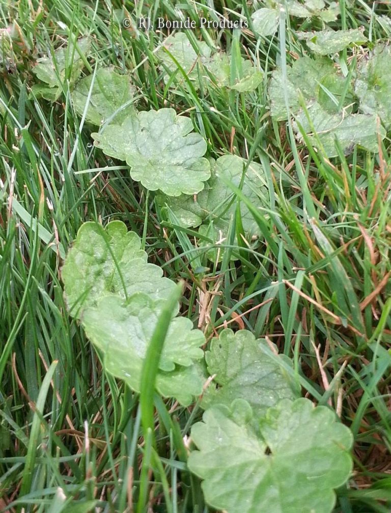 Creeping Charlie