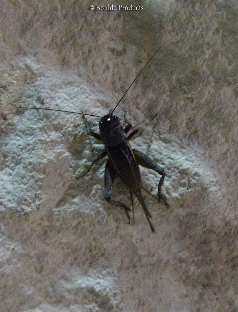 Crickets