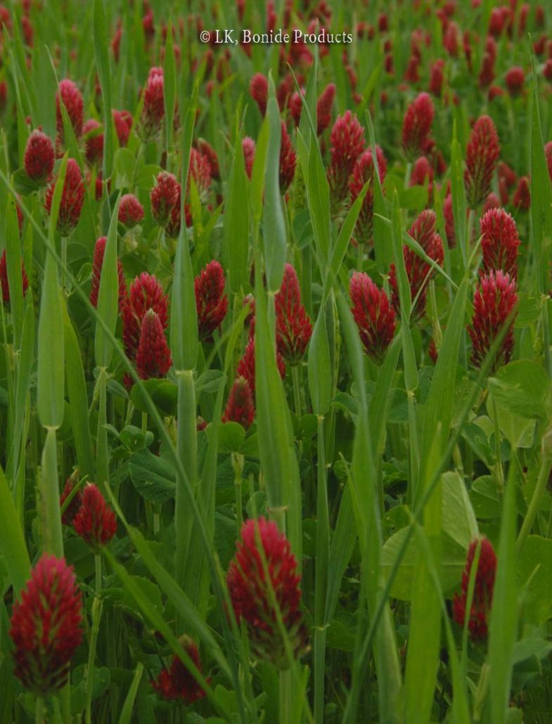 Clover, Crimson