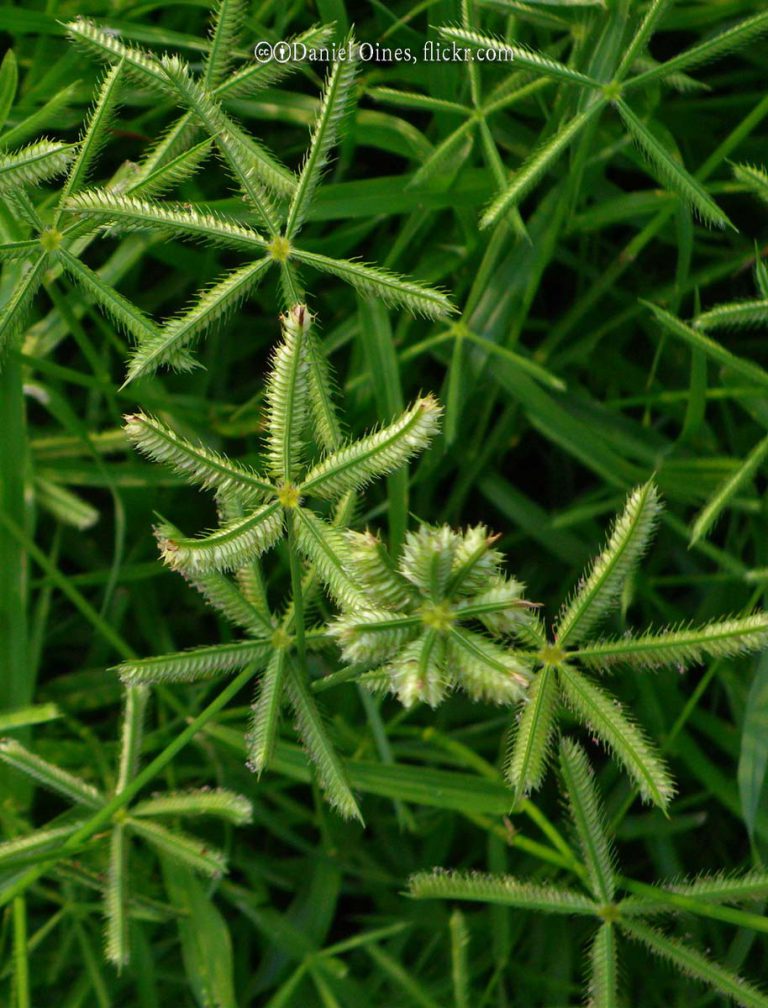 Crowfoot Grass