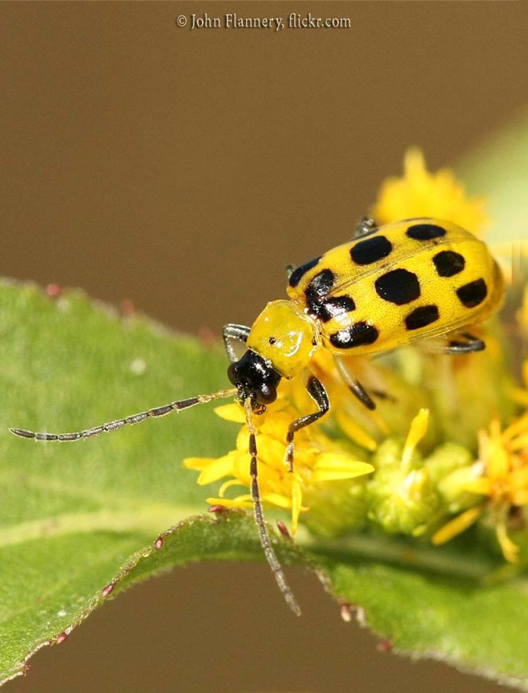 Cucumber Beetles