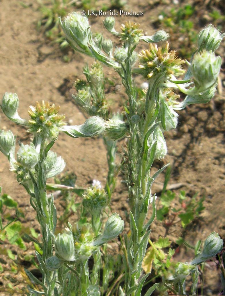 Cudweed