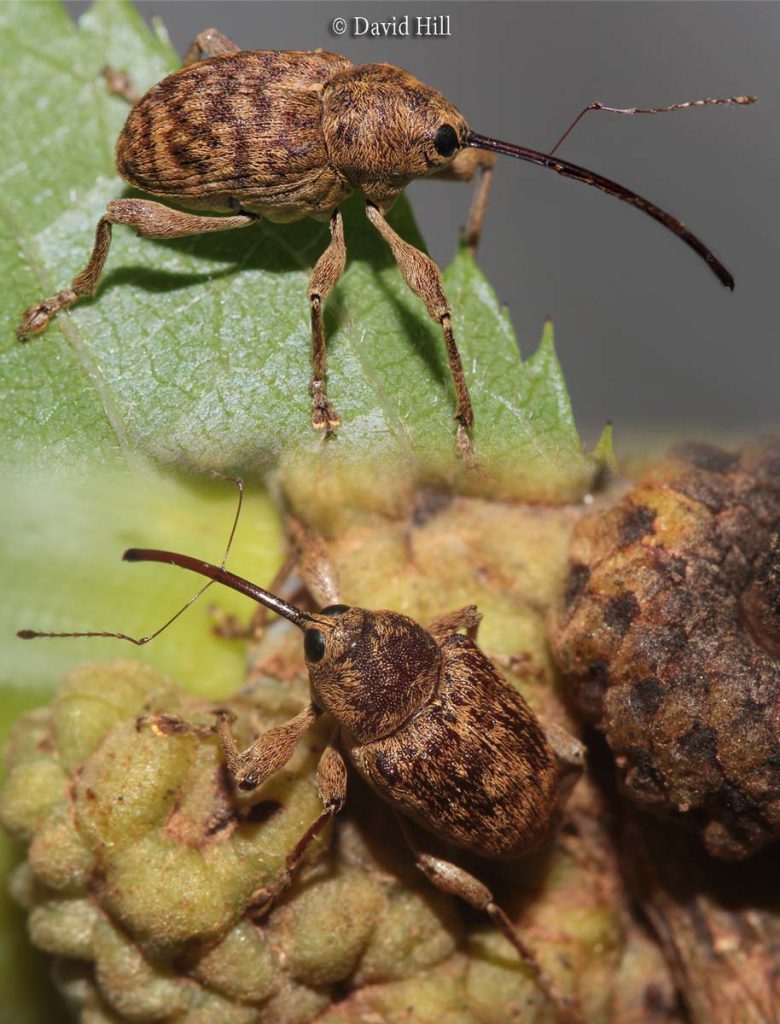 Curculios