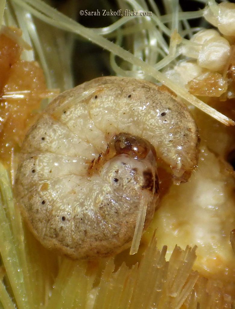 Cutworms